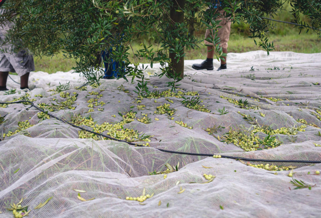 Produção de azeite deve se aproximar de 1 milhão de litros no Brasil