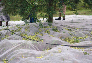 Produção de azeite deve se aproximar de 1 milhão de litros no Brasil