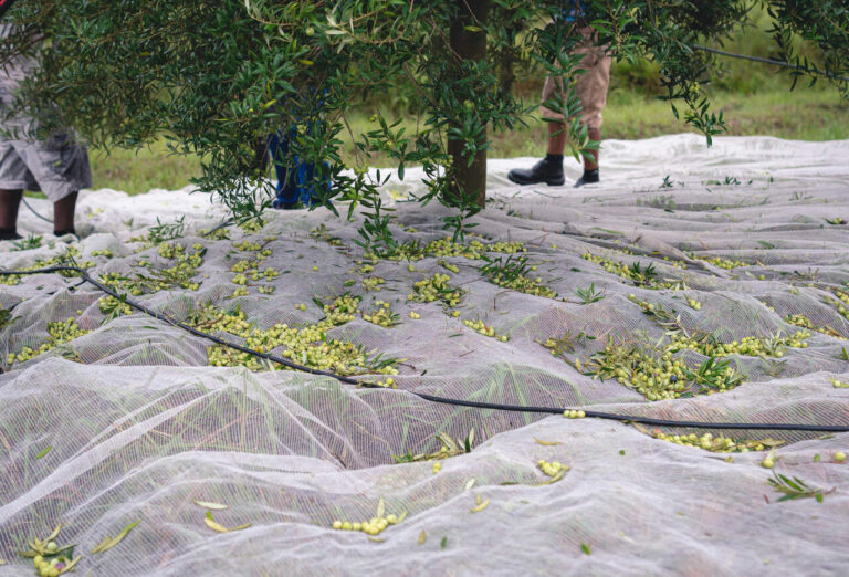 Produção de azeite deve se aproximar de 1 milhão de litros no Brasil