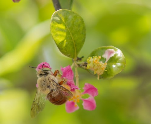 Manejo de polinizadores pode elevar a produtividade da acerola