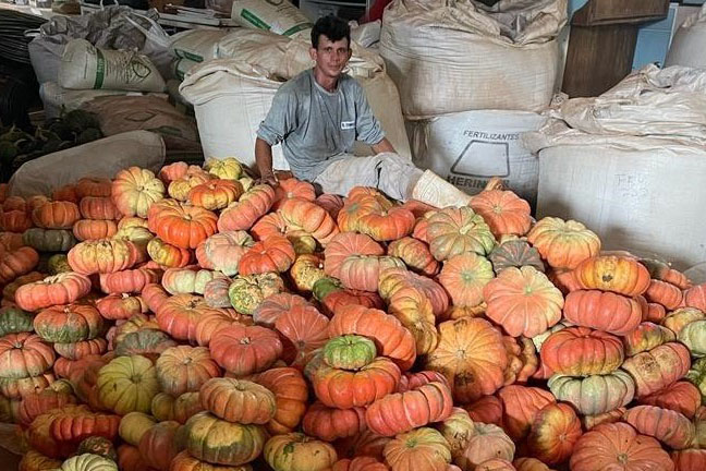 Da roça ao mercado: abóbora movimenta milhões no Paraná