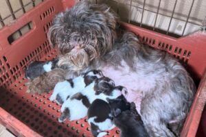 Veterinária é presa por maus-tratos a 80 cães