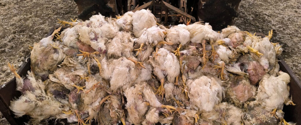 No escuro e no prejuízo: Falhas de Energia Matam Produção Rural