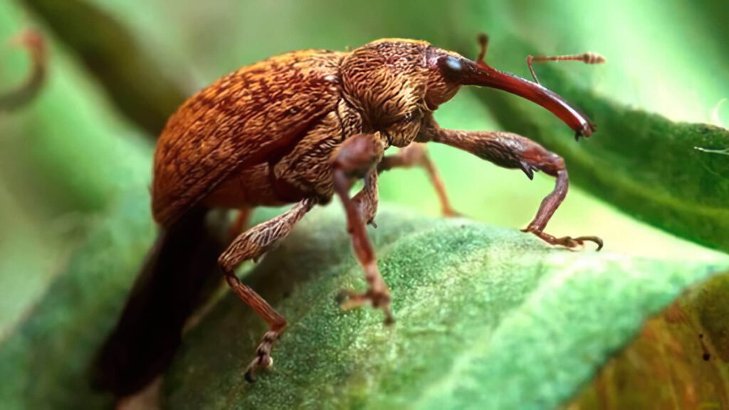 Praga é responsável por perdas bilionárias no país