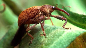 Praga é responsável por perdas bilionárias no país