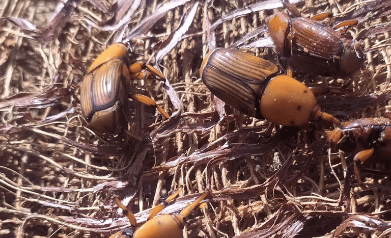 Mapa alerta para risco do bicudo-vermelho e reforça medidas