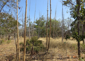 Embrapa e UnB “encontram” 13 mil hectares abandonados no Cerrado