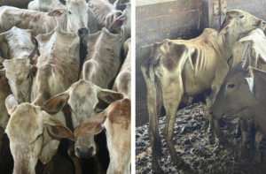 Morte de gado apreendido gera revolta no agro e pressão no Senado
