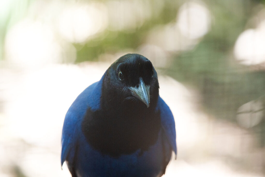 Gralha-azul resgatada pelo IAT vai integrar programa de reprodução