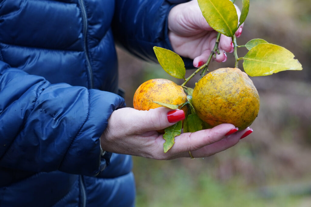 Greening já atinge 164 municípios e motiva nova portaria da Adapar