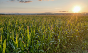   PIB da agropecuária cresce 11,7%