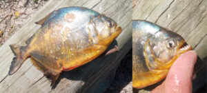 Piranhas invasoras avançam no Sul e acendem alerta em rios e lagoas