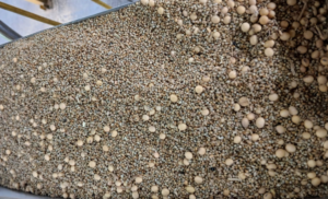 Mapa detecta fraude em carga de soja rumo à exportação