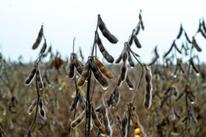Chuvas atrasam colheita da soja em Mato Grosso e provocam prejuízos