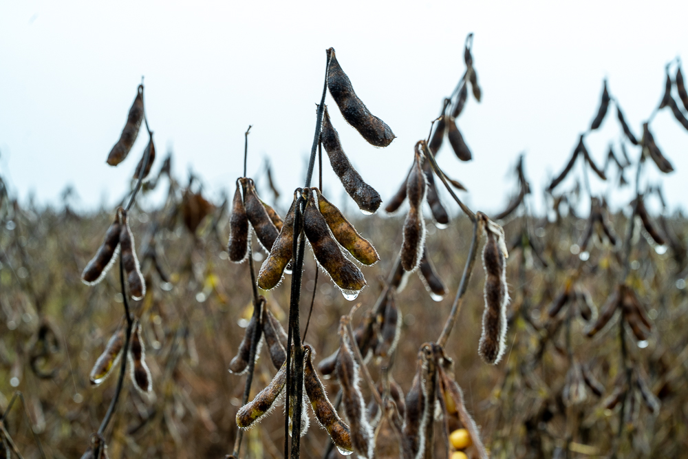 Chuvas atrasam colheita da soja em Mato Grosso e provocam prejuízos
