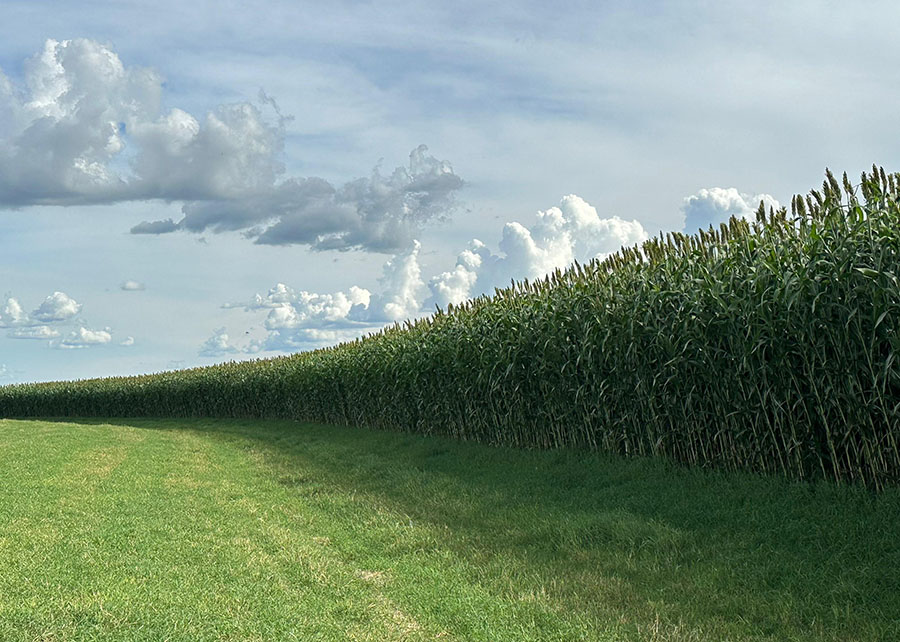 Sorgo gigante, a nova sensação da Embrapa
