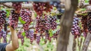 Solo mais saudável, uvas mais produtivas 