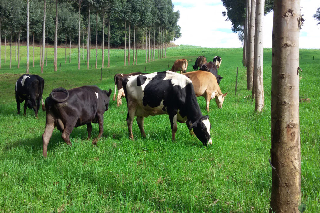 Volume de crédito do BRDE à cadeia do leite cresce 84% em 12 meses