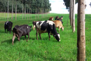 Volume de crédito do BRDE à cadeia do leite cresce 84% em 12 meses