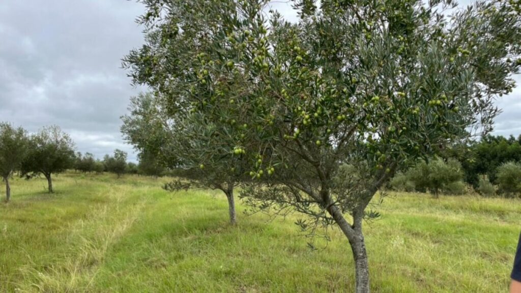 Olivicultura gaúcha recupera produção