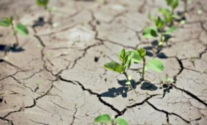 Zoneamento Agrícola de Risco Climático será debatido em Brasília