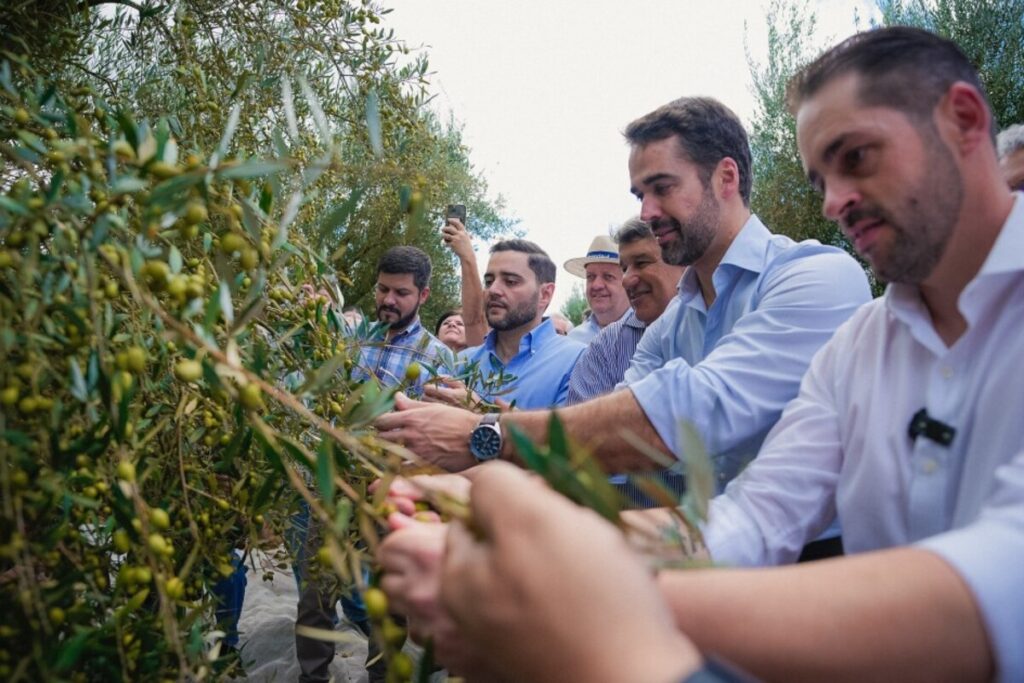 Colheita da Oliva é aberta com expectativa de produção recorde