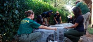 Ibama desativa o último criadouro de macacos-prego do país