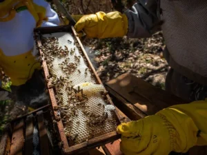 RS comemora supersafra de mel em 2026