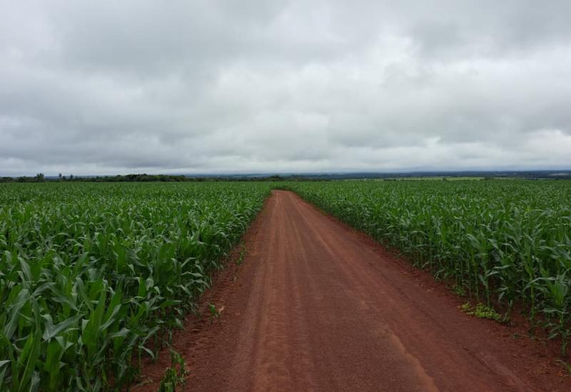 Colheita da soja se aproxima do fim e plantio do milho alcança 99,5% da área