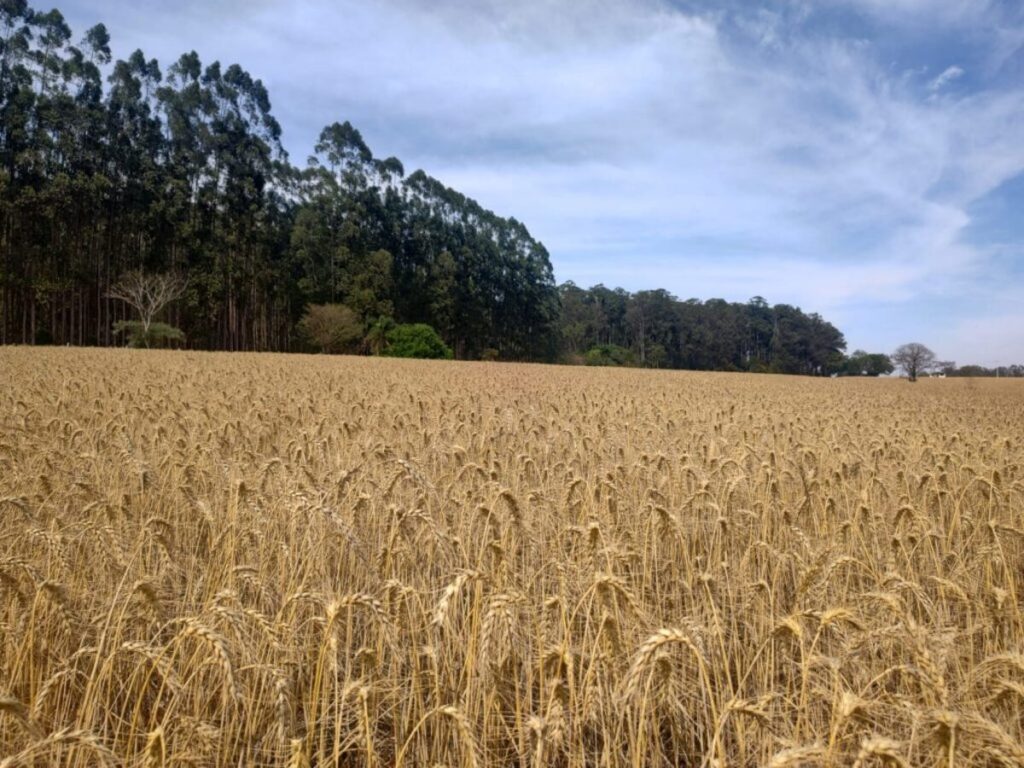 Pesquisa impulsiona soluções sustentáveis para o trigo