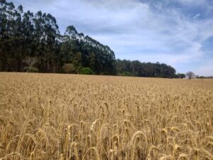 Pesquisa impulsiona soluções sustentáveis para o trigo