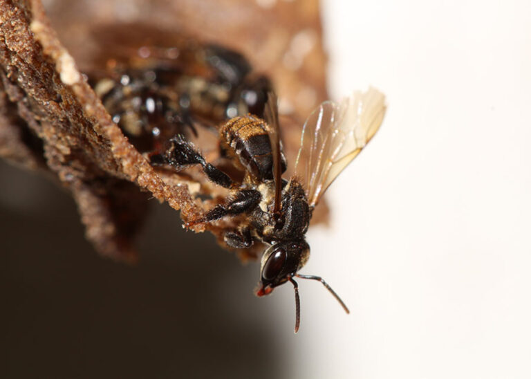 Fungicidas podem eliminar microrganismos essenciais a abelhas sem ferrão