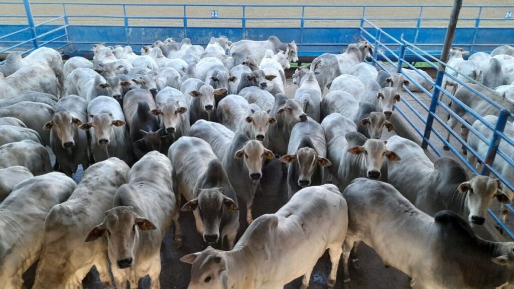 Arroba em alta melhora margem do pecuarista