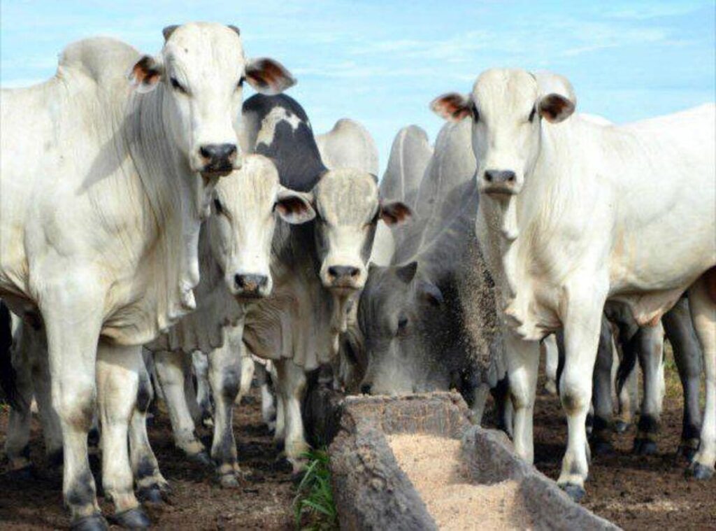 Boi gordo bate recorde com corrida para exportação à China