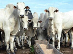 Boi gordo bate recorde com corrida para exportação à China