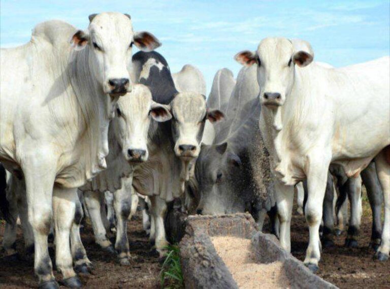 Boi gordo bate recorde com corrida para exportação à China