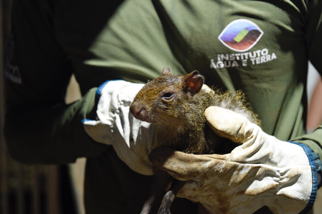 Operação resgata 29 cutias em criadouro clandestino