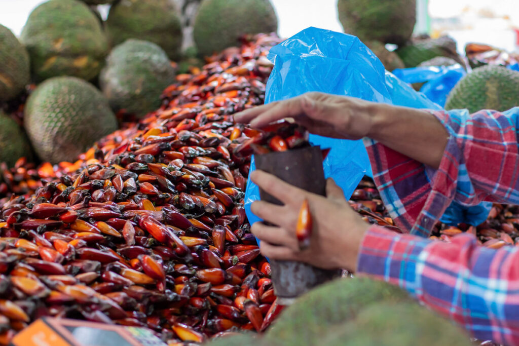 Fim da espera: temporada do pinhão começa nesta quarta-feira
