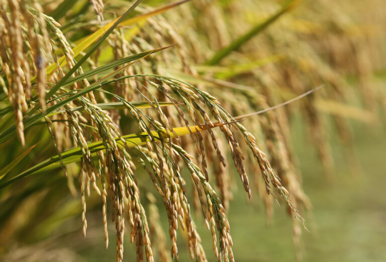 Leilão negocia quase 120 mil toneladas de arroz em casca