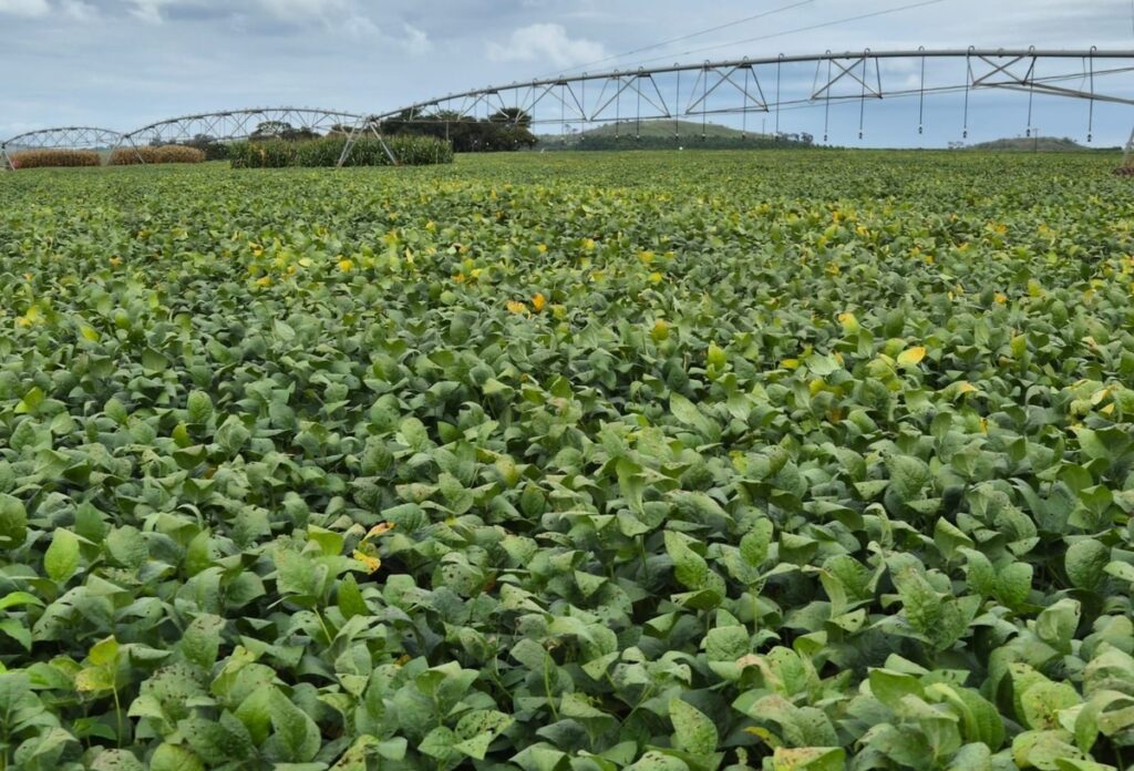 Bioinsumos já movimentam até R$ 6 bi por ano