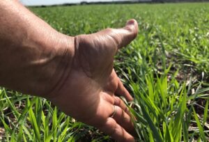 Trigo pode ganhar até 423 kg/ha com manejo fisiológico em ano de El Niño