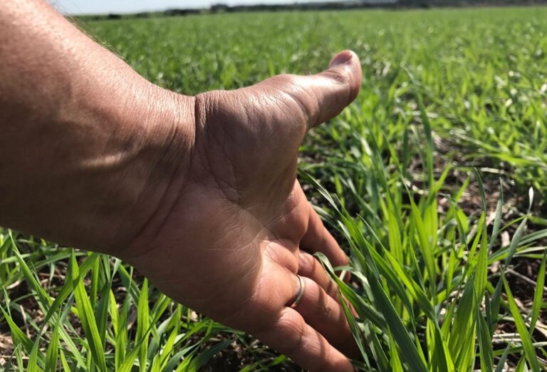 Trigo pode ganhar até 423 kg/ha com manejo fisiológico em ano de El Niño