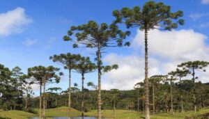 Araucária em risco: Estado oferece dinheiro para produtores para frear extinção da espécie