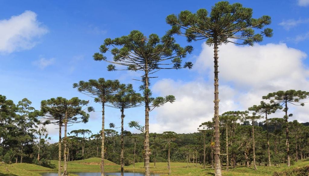 Araucária em risco: Estado oferece dinheiro para produtores para frear extinção da espécie