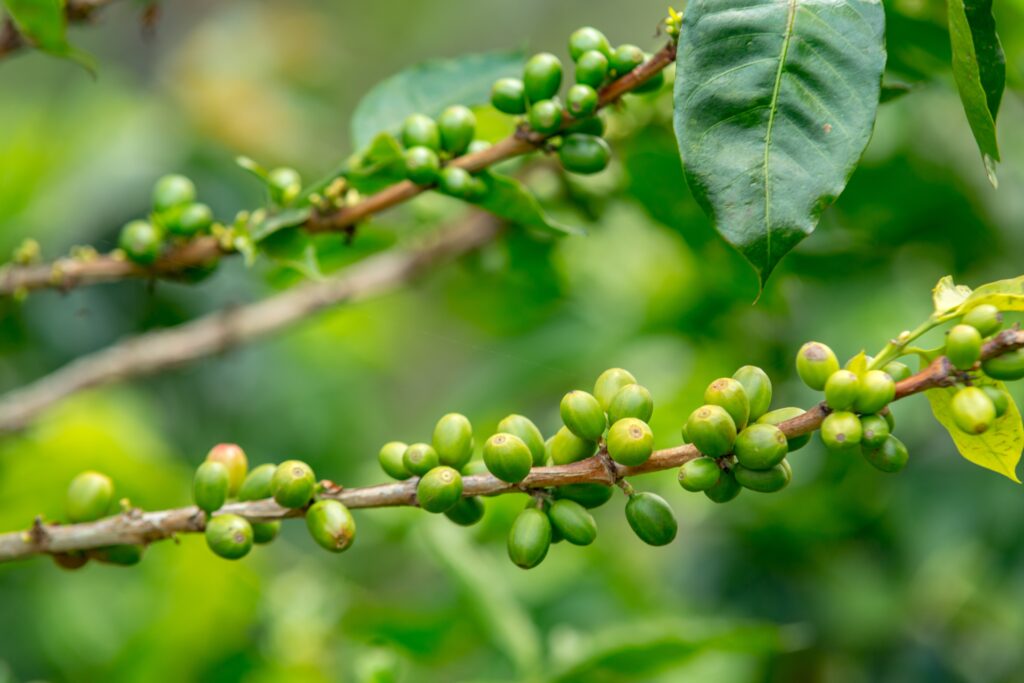 Brasil exporta menos café verde em abril, com recuo de 1,3%
