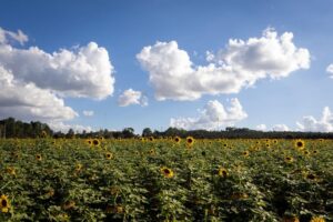 Nova ferramenta reduz perdas no cultivo de girassol