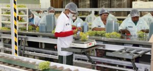 Estado exporta a primeira carga de uvas com tarifa zero