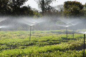 Frio e geadas exigem atenção no plantio de mudas, alerta IAT