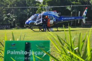 IAT faz dispersão de 700 mil sementes de palmito-juçara para restaurar a Mata Atlântica