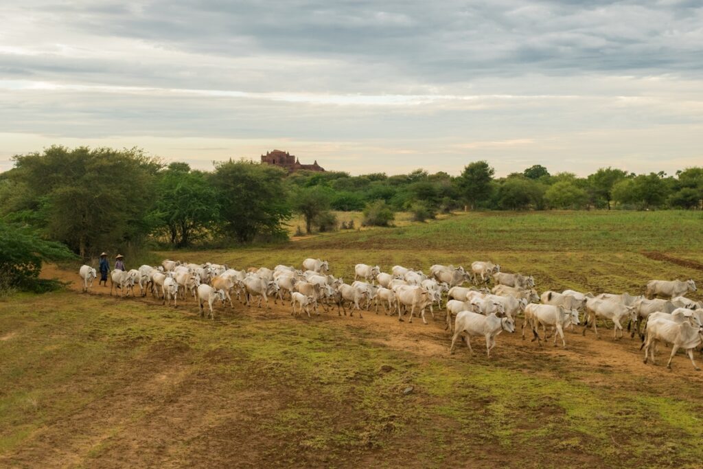Confinamento avança e amplia eficiência da produção de carne bovina